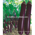 Chinese Vegetable Seeds Hybrid F1 Black Purple Long Eggplant Seeds For Planting-Red Treasure